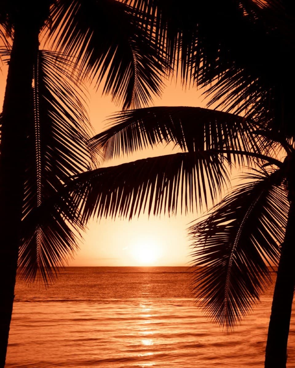 Sample photo: palm trees by the water at golden hour